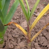 Zašto i šta učiniti ako bijeli luk trune u zemlji: kako zalijevati i hraniti